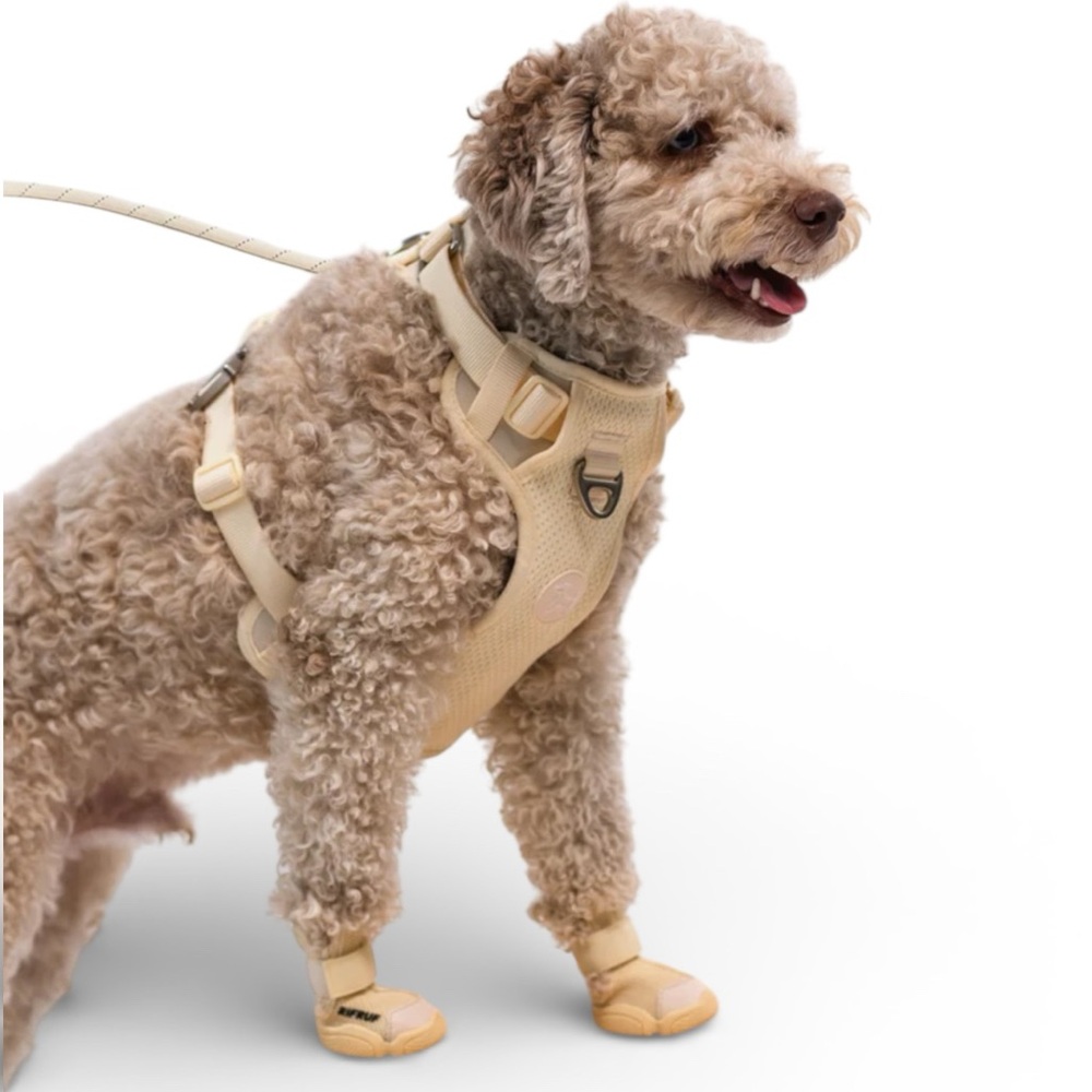 RIFRUF Caesar 1 bone (2 pairs)  4 dog shoes NEW original box